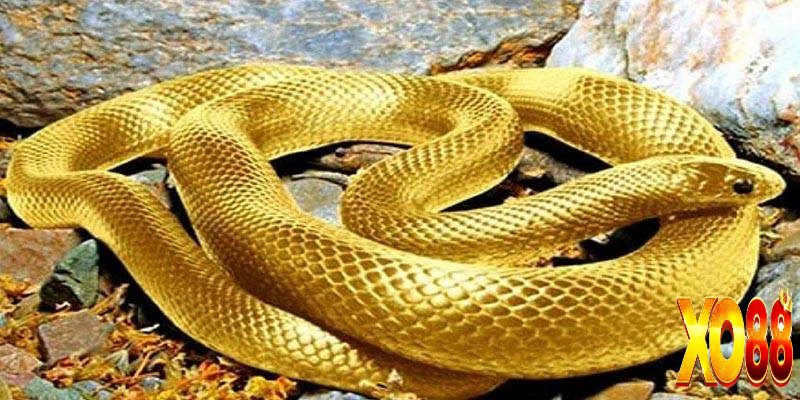 Nhìn thấy rắn có màu vàng là tốt hay xấu?