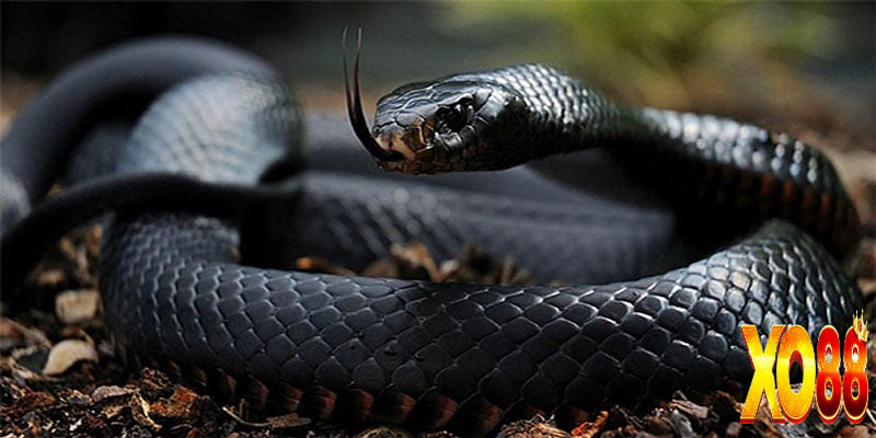 Ý nghĩa chi tiết của ngủ khi mơ thấy rắn? 
