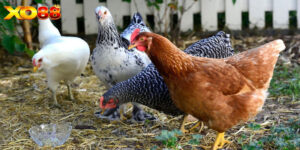 Tập tính sinh học của gà là gì?